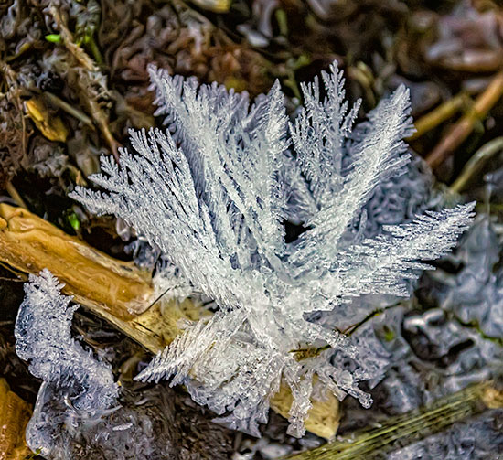 feather