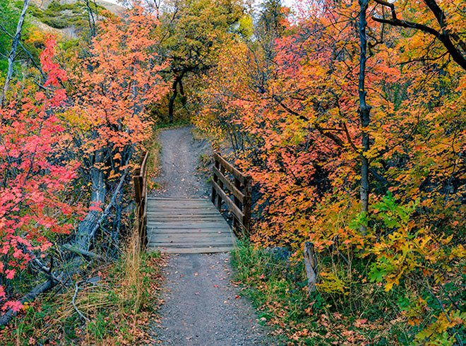 bridge