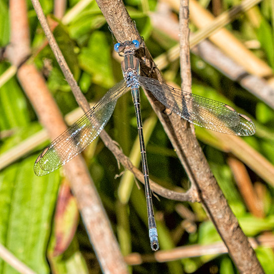 spreadwing