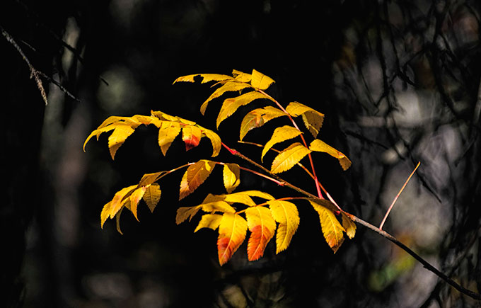 leaves