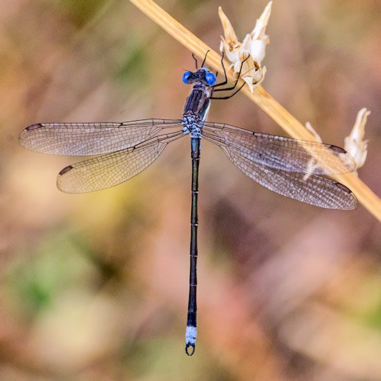 great-spreadwing