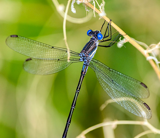 spreadwing-eyes