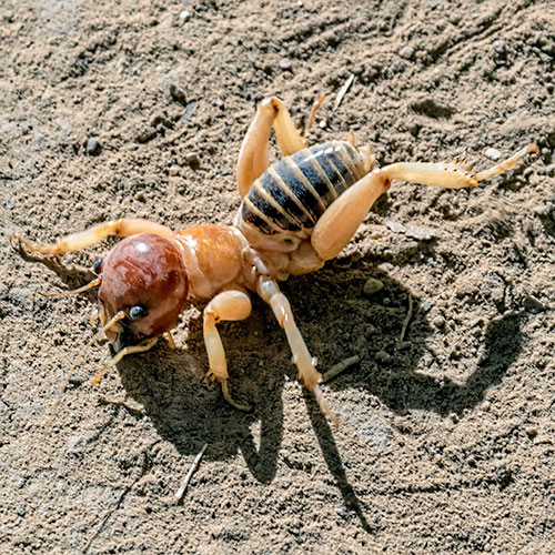 jerusalem-cricket