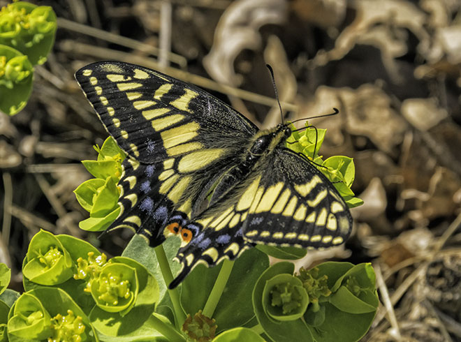 spurge swallowtail