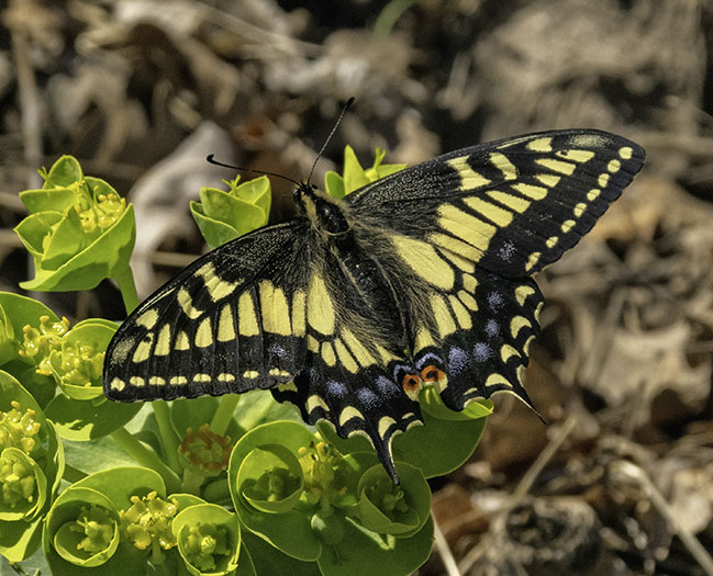 swallowtail