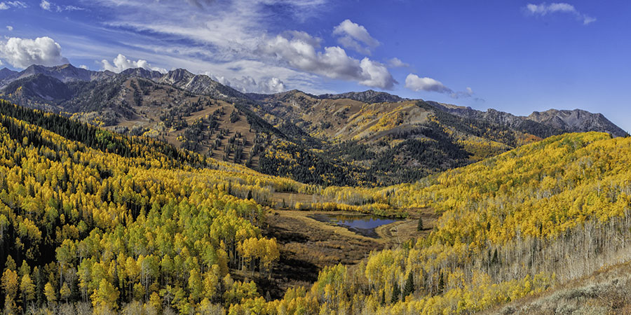 willow-pond