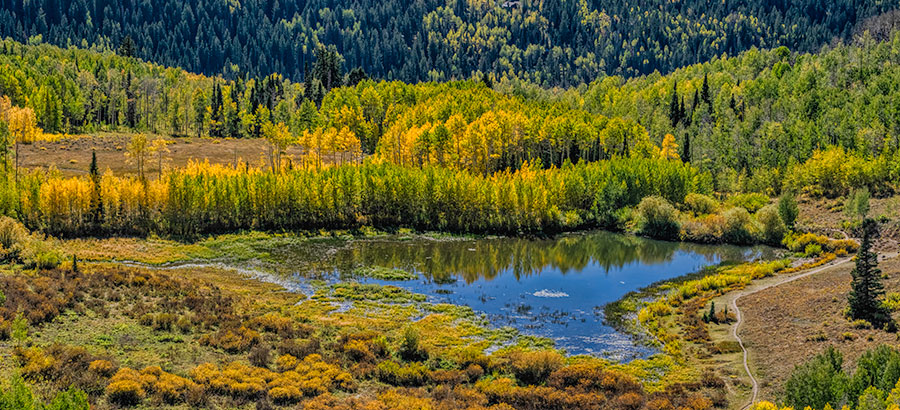 willow pond